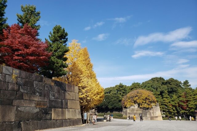 皇居東御苑の紅葉の見どころ｜江戸城中之門跡周辺のもみじやイチョウ