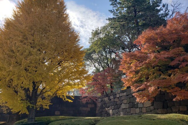 皇居東御苑の紅葉の見どころ｜江戸城中之門跡周辺のもみじやイチョウ