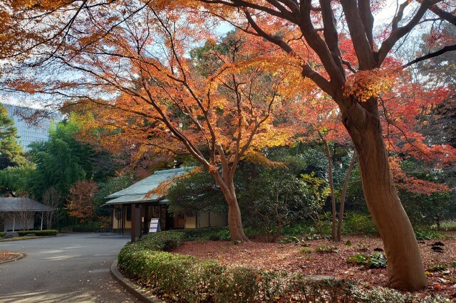 皇居東御苑の紅葉の見どころ｜皇居正門石橋旧飾電燈周辺のもみじ