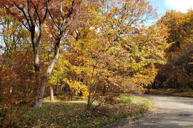 皇居東御苑の紅葉の見どころ｜二の丸雑木林周辺のもみじや様々な紅葉