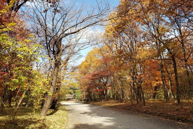 皇居東御苑の紅葉の見どころ｜二の丸雑木林周辺のもみじや様々な紅葉