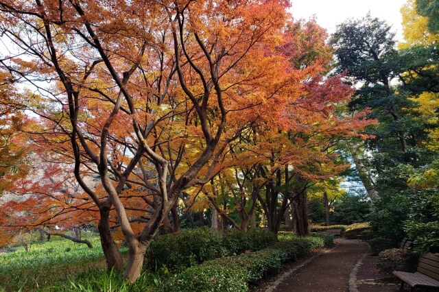 皇居東御苑の紅葉の見どころ｜江戸城二の丸庭園周辺のもみじ