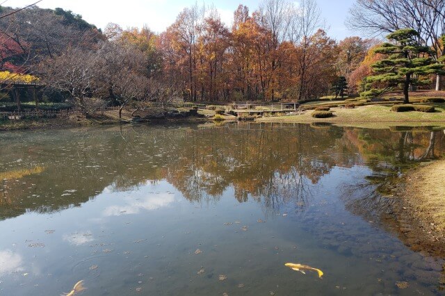 皇居東御苑の紅葉の見どころ｜江戸城二の丸庭園周辺のもみじ