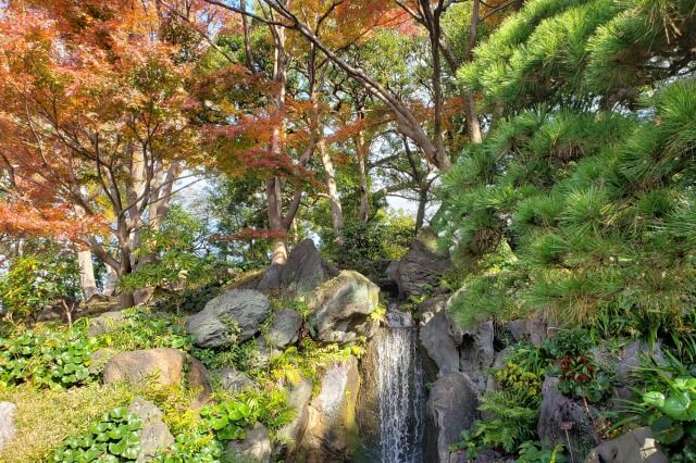 皇居東御苑の紅葉の見どころ｜江戸城二の丸庭園周辺のもみじ