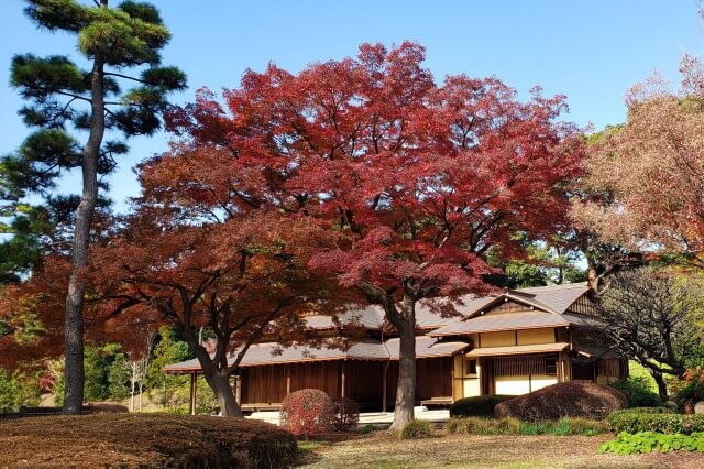 皇居東御苑の紅葉の見どころ｜諏訪の茶屋周辺のもみじ