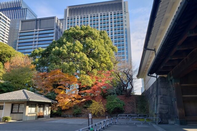 皇居東御苑の紅葉の見どころ｜江戸城大手門周辺のもみじ