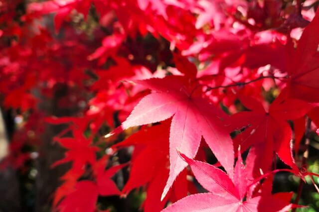 増上寺の紅葉の見頃