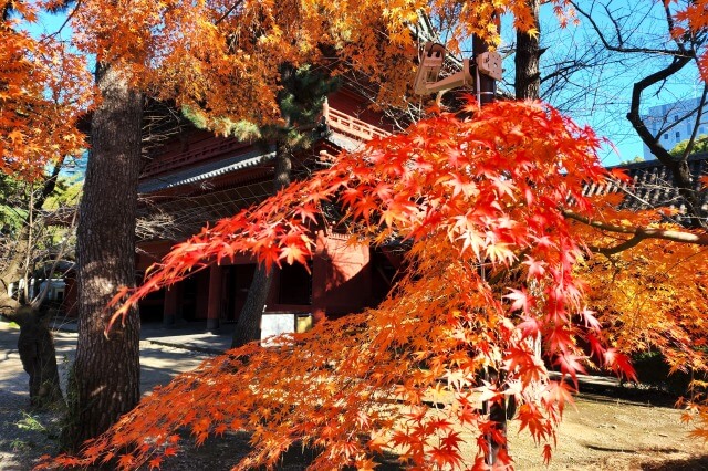 三解脱門周辺の紅葉