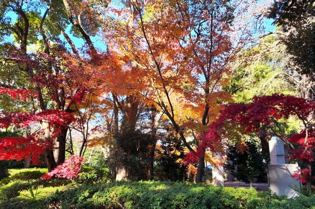 鐘楼堂周辺の紅葉