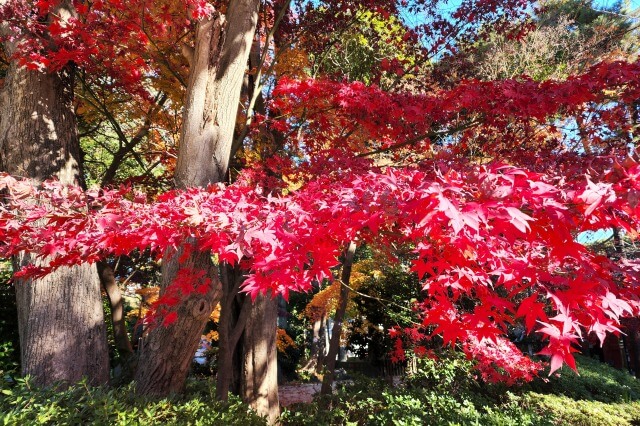 鐘楼堂周辺の紅葉