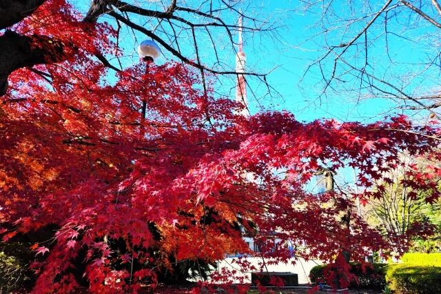 東京タワーと紅葉