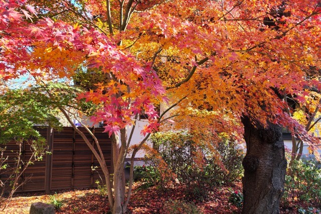 徳川将軍家墓所周辺の紅葉