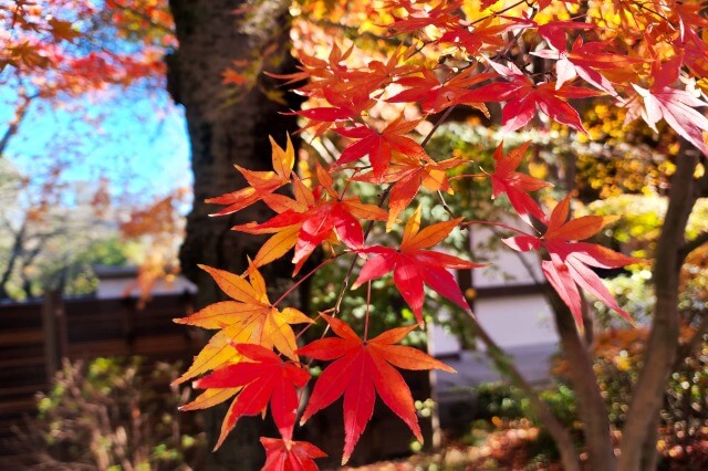 徳川将軍家墓所周辺の紅葉