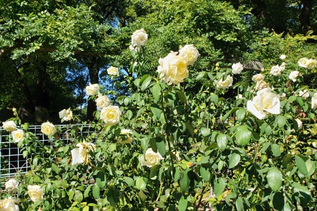 日比谷公園の秋のバラ