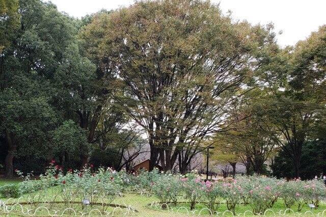 代々木公園の秋のバラ