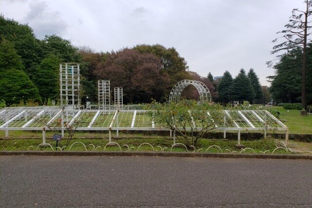 代々木公の秋のバラ園の様子