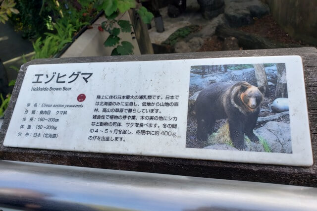 上野動物園のエゾヒグマ