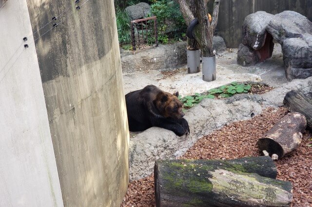 上野動物園のエゾヒグマ