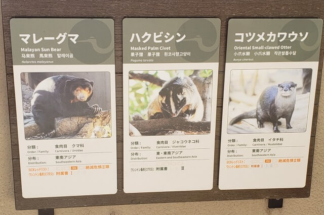 上野動物園のマレーグマ