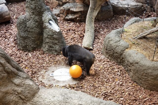 上野動物園のマレーグマ