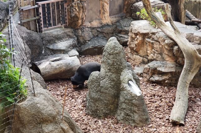 上野動物園のマレーグマ