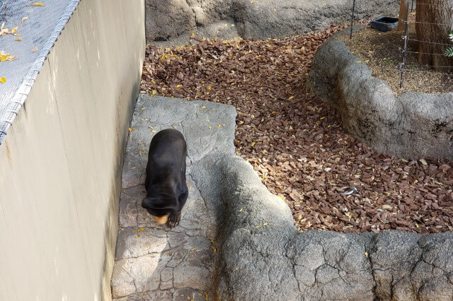 上野動物園のマレーグマ