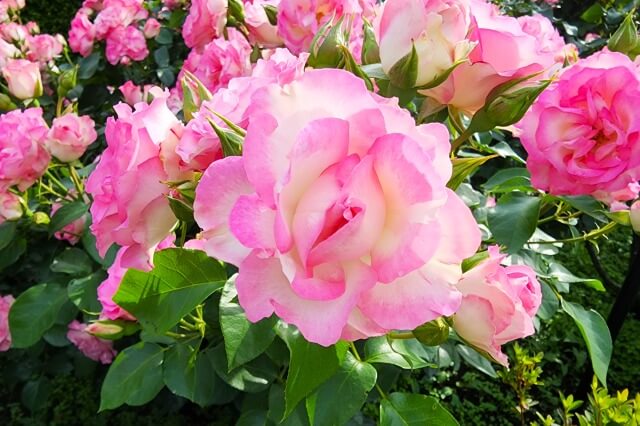 東京の薔薇(バラ)の見頃は？