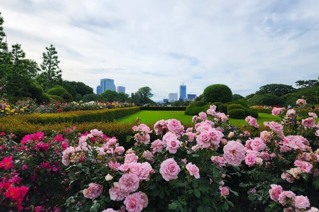 春の整形式庭園のバラの様子