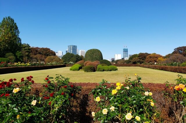 秋の整形式庭園のバラの様子