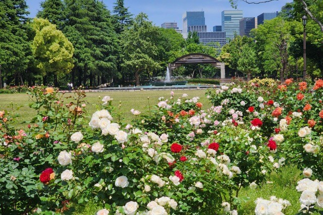 春の「第二花壇」のバラの様子