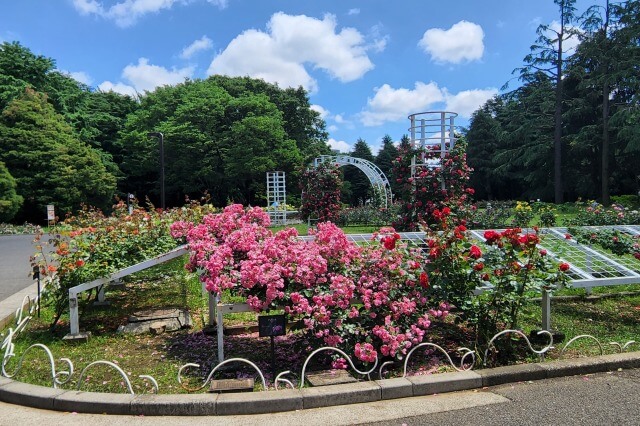 春の「バラの園」のバラの様子