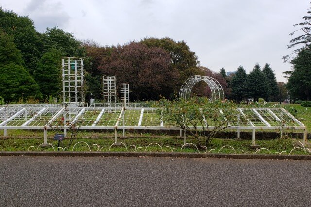 秋の「バラの園」のバラの様子