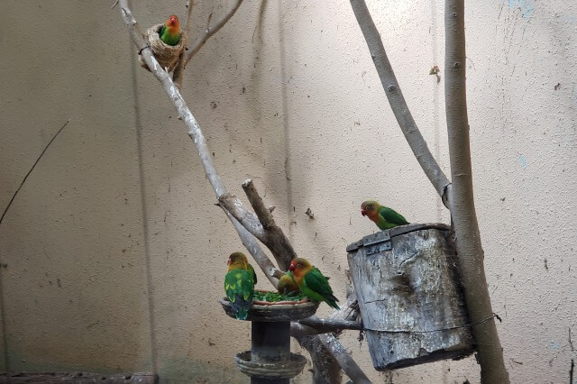 上野動物園の鳥達(鳥類)