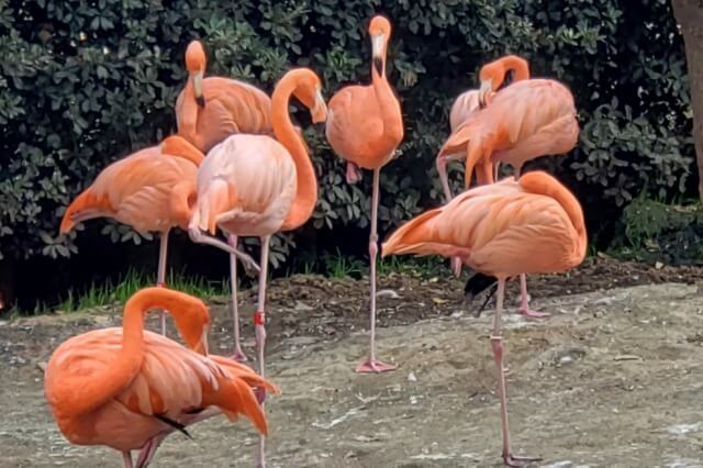 上野動物園のベニイロフラミンゴ