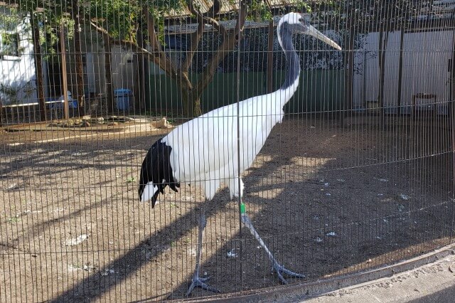 上野動物園のタンチョウ