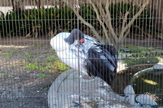 上野動物園のオグロヅル