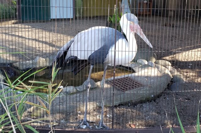 上野動物園のホオカザリヅル