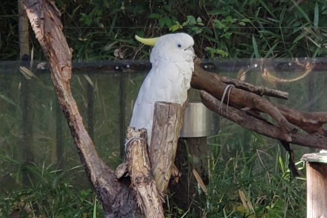 上野動物園のアオメキバタン