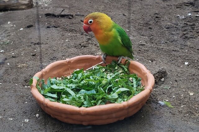 上野動物園のルリゴシボタンインコ