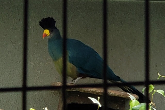 上野動物園のカンムリエボシドリ