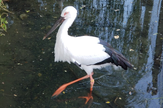 上野動物園のニホンコウノトリ