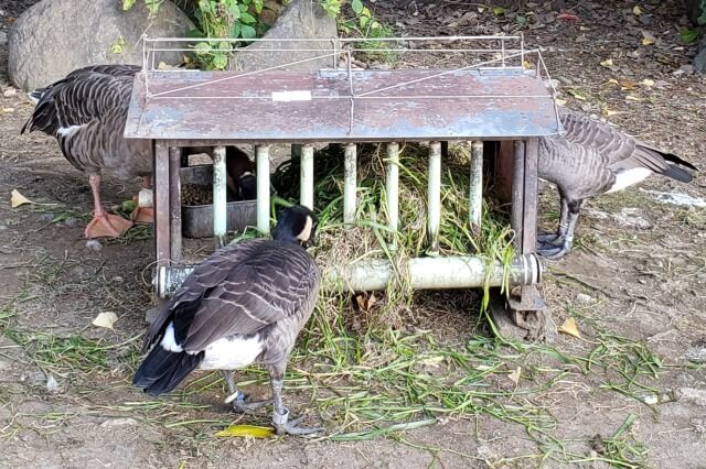 上野動物園のシジュウカラガン