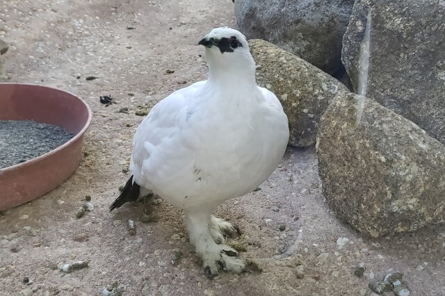 上野動物園のライチョウ