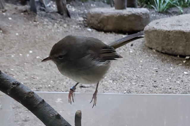 上野動物園のウグイス