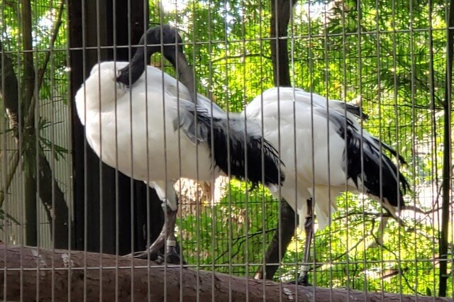 上野動物園のアフリカクロトキ