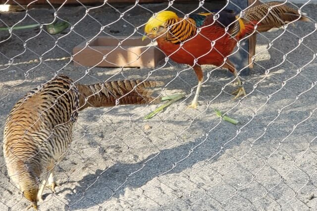 上野動物園のキンケイ