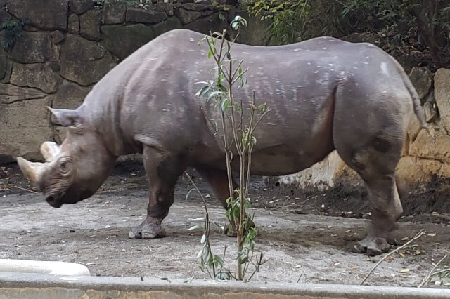 上野動物園のヒガシクロサイのマロ