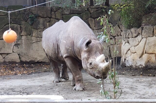 上野動物園のヒガシクロサイのマロ