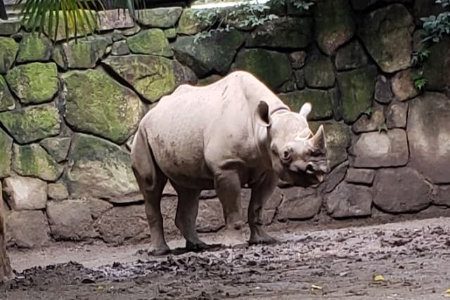 上野動物園のヒガシクロサイのアルゴ