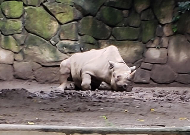 上野動物園のヒガシクロサイのアルゴ